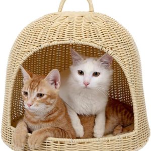 House Cat Beautifull
