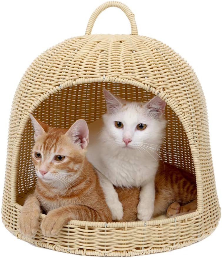 House Cat Beautifull House Cat Beautifull