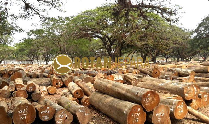 1. Log Kayu Perhutani TPK Jati, Sungkai, mahogany, Mindi, dan kayu lainnya